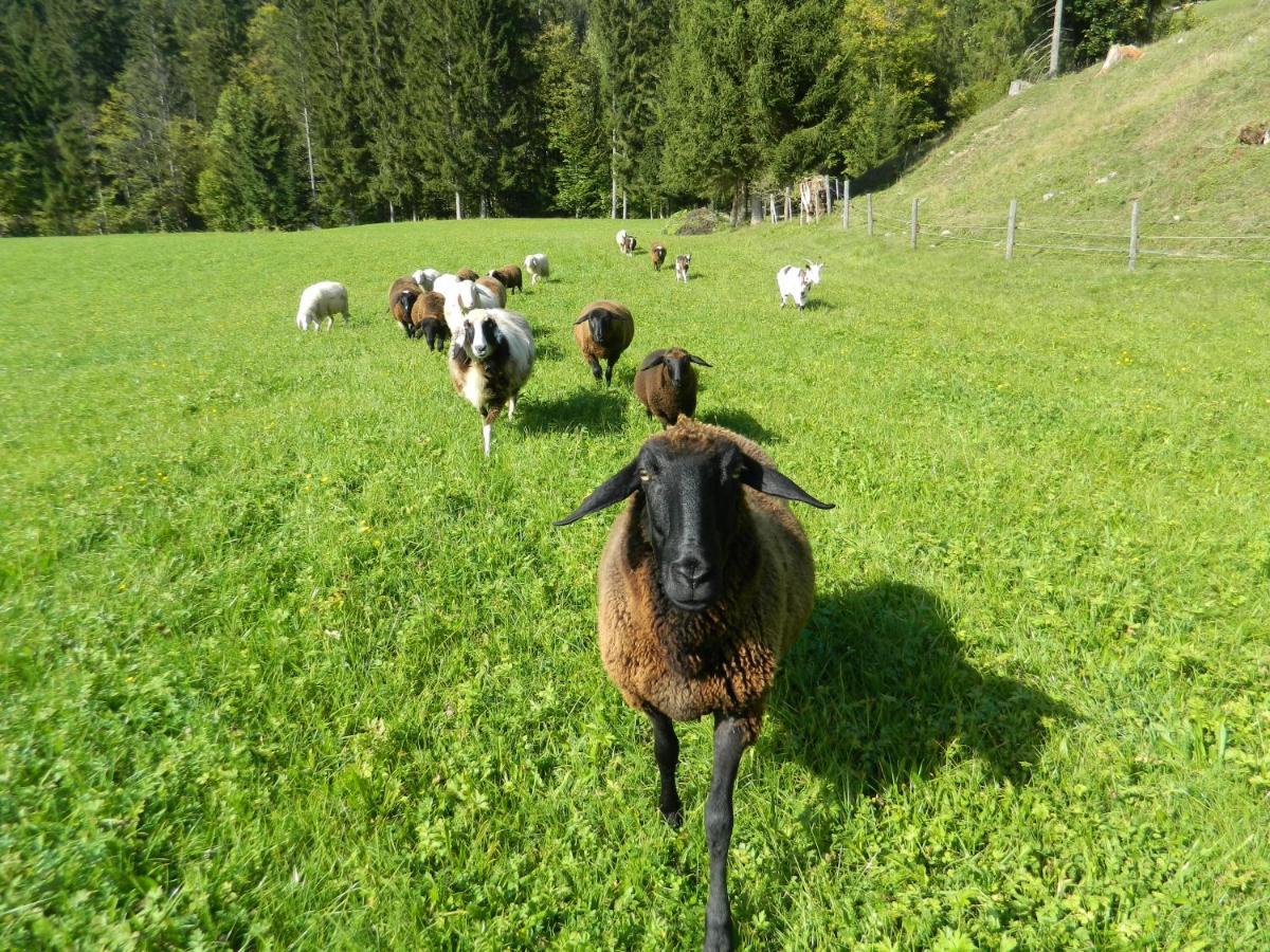 Reiters-Ferienhaus Russbach am Pass Gschütt Eksteriør bilde